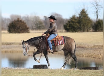 American Quarter Horse, Gelding, 4 years, 14,3 hh, Grey