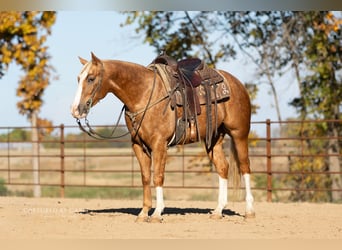 American Quarter Horse, Gelding, 4 years, 14,3 hh, Palomino