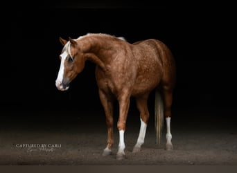 American Quarter Horse, Gelding, 4 years, 14,3 hh, Palomino