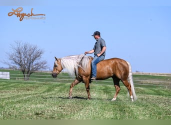 American Quarter Horse, Gelding, 4 years, 14,3 hh, Palomino