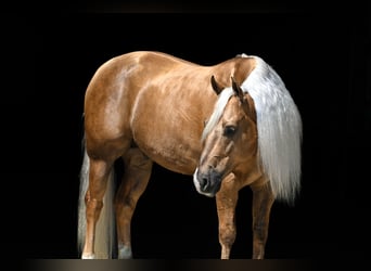 American Quarter Horse, Gelding, 4 years, 14,3 hh, Palomino