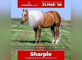 American Quarter Horse, Gelding, 4 years, 14,3 hh, Palomino