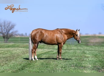 American Quarter Horse, Gelding, 4 years, 14,3 hh, Palomino