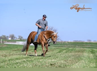 American Quarter Horse, Gelding, 4 years, 14,3 hh, Palomino