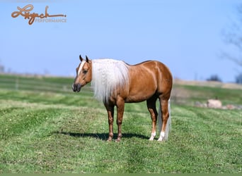 American Quarter Horse, Gelding, 4 years, 14,3 hh, Palomino