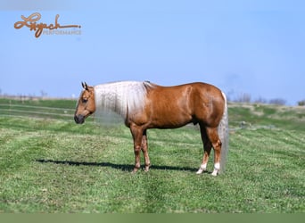 American Quarter Horse, Gelding, 4 years, 14,3 hh, Palomino