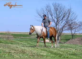 American Quarter Horse, Gelding, 4 years, 14,3 hh, Palomino