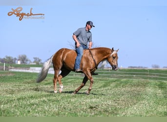 American Quarter Horse, Gelding, 4 years, 14,3 hh, Palomino