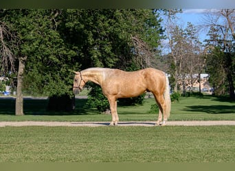 American Quarter Horse, Gelding, 4 years, 14,3 hh, Palomino