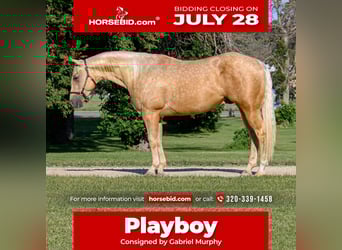 American Quarter Horse, Gelding, 4 years, 14,3 hh, Palomino