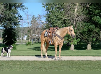 American Quarter Horse, Gelding, 4 years, 14,3 hh, Palomino