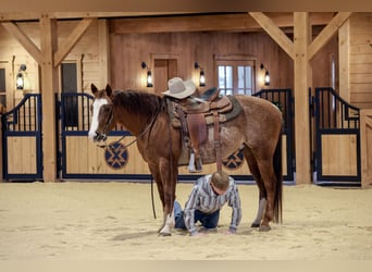 American Quarter Horse, Gelding, 4 years, 14,3 hh, Rabicano