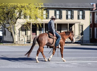 American Quarter Horse, Gelding, 4 years, 14,3 hh, Rabicano