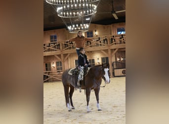 American Quarter Horse, Gelding, 4 years, 14,3 hh, Rabicano