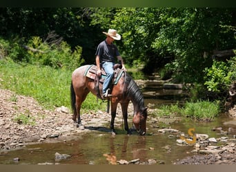 American Quarter Horse, Gelding, 4 years, 14,3 hh, Roan-Bay
