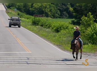 American Quarter Horse, Gelding, 4 years, 14,3 hh, Roan-Bay