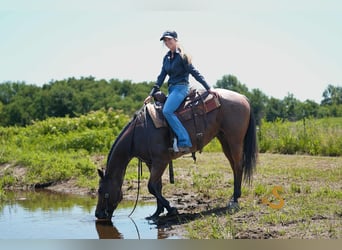 American Quarter Horse, Gelding, 4 years, 14,3 hh, Roan-Bay