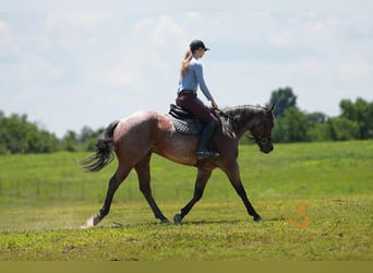 American Quarter Horse, Gelding, 4 years, 14,3 hh, Roan-Bay