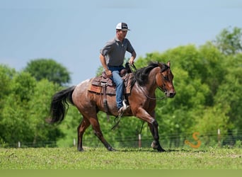 American Quarter Horse, Gelding, 4 years, 14,3 hh, Roan-Bay