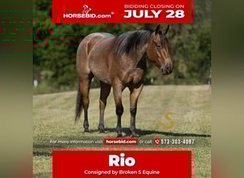 American Quarter Horse, Gelding, 4 years, 14,3 hh, Roan-Bay