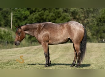 American Quarter Horse, Gelding, 4 years, 14,3 hh, Roan-Bay