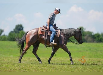 American Quarter Horse, Gelding, 4 years, 14,3 hh, Roan-Bay