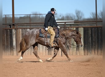 American Quarter Horse, Gelding, 4 years, 14,3 hh, Roan-Red