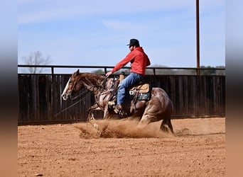 American Quarter Horse, Gelding, 4 years, 14,3 hh, Roan-Red