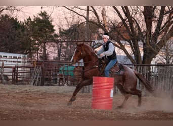 American Quarter Horse, Gelding, 4 years, 14,3 hh, Roan-Red