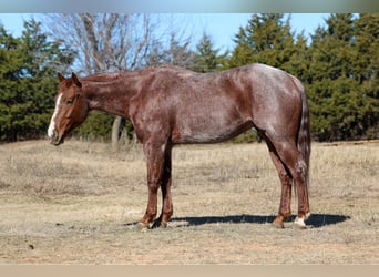 American Quarter Horse, Gelding, 4 years, 14,3 hh, Roan-Red