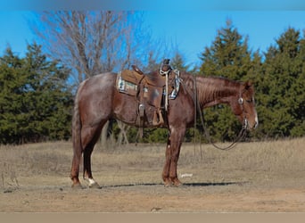 American Quarter Horse, Gelding, 4 years, 14,3 hh, Roan-Red