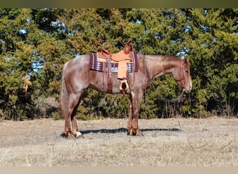 American Quarter Horse, Gelding, 4 years, 14,3 hh, Roan-Red