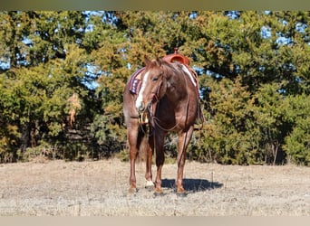 American Quarter Horse, Gelding, 4 years, 14,3 hh, Roan-Red