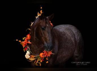 American Quarter Horse, Gelding, 4 years, 14,3 hh, Roan-Red