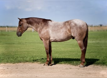 American Quarter Horse, Gelding, 4 years, 14,3 hh, Roan-Red