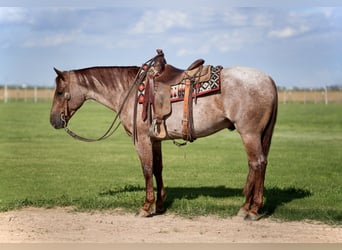 American Quarter Horse, Gelding, 4 years, 14,3 hh, Roan-Red
