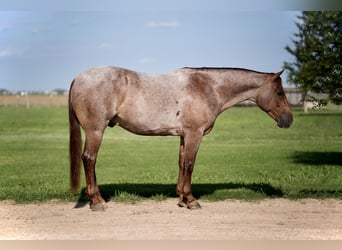 American Quarter Horse, Gelding, 4 years, 14,3 hh, Roan-Red