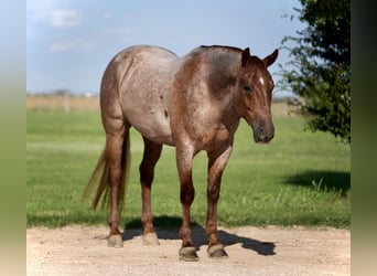 American Quarter Horse, Gelding, 4 years, 14,3 hh, Roan-Red