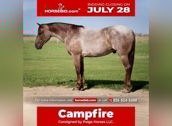 American Quarter Horse, Gelding, 4 years, 14,3 hh, Roan-Red