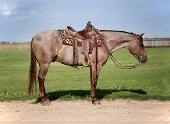 American Quarter Horse, Gelding, 4 years, 14,3 hh, Roan-Red