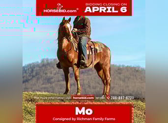 American Quarter Horse, Gelding, 4 years, 14,3 hh, Roan-Red