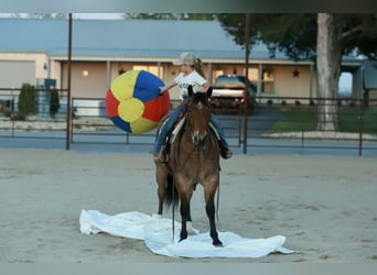 American Quarter Horse, Gelding, 4 years, 14,3 hh, Roan-Red