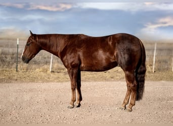 American Quarter Horse, Gelding, 4 years, 14,3 hh, Sorrel
