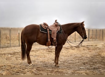 American Quarter Horse, Gelding, 4 years, 14,3 hh, Sorrel