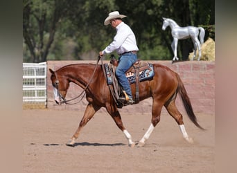 American Quarter Horse, Gelding, 4 years, 14,3 hh, Sorrel