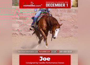 American Quarter Horse, Gelding, 4 years, 14,3 hh, Sorrel