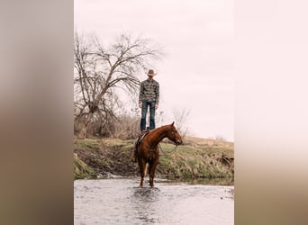 American Quarter Horse, Gelding, 4 years, 14,3 hh, Sorrel