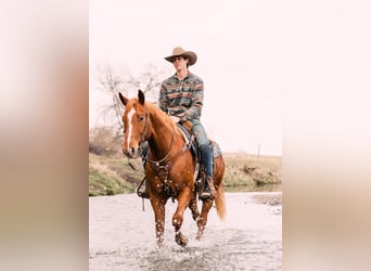 American Quarter Horse, Gelding, 4 years, 14,3 hh, Sorrel