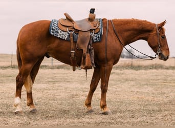 American Quarter Horse, Gelding, 4 years, 14,3 hh, Sorrel