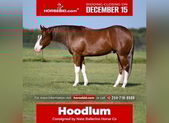 American Quarter Horse, Gelding, 4 years, 14,3 hh, Sorrel